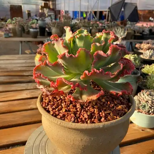 多肉花亦舞会红裙包菜型植物状态老桩云南南多多肉植物