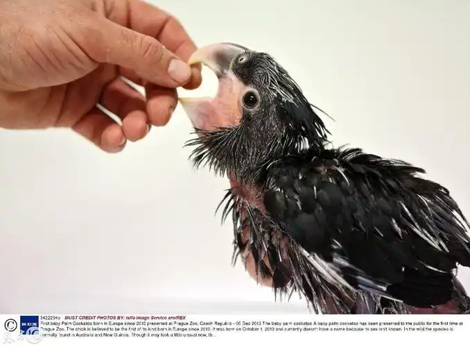 世界上最丑的鹦鹉(一出生就丑得出奇,长大后却霸气十足) - 千梦