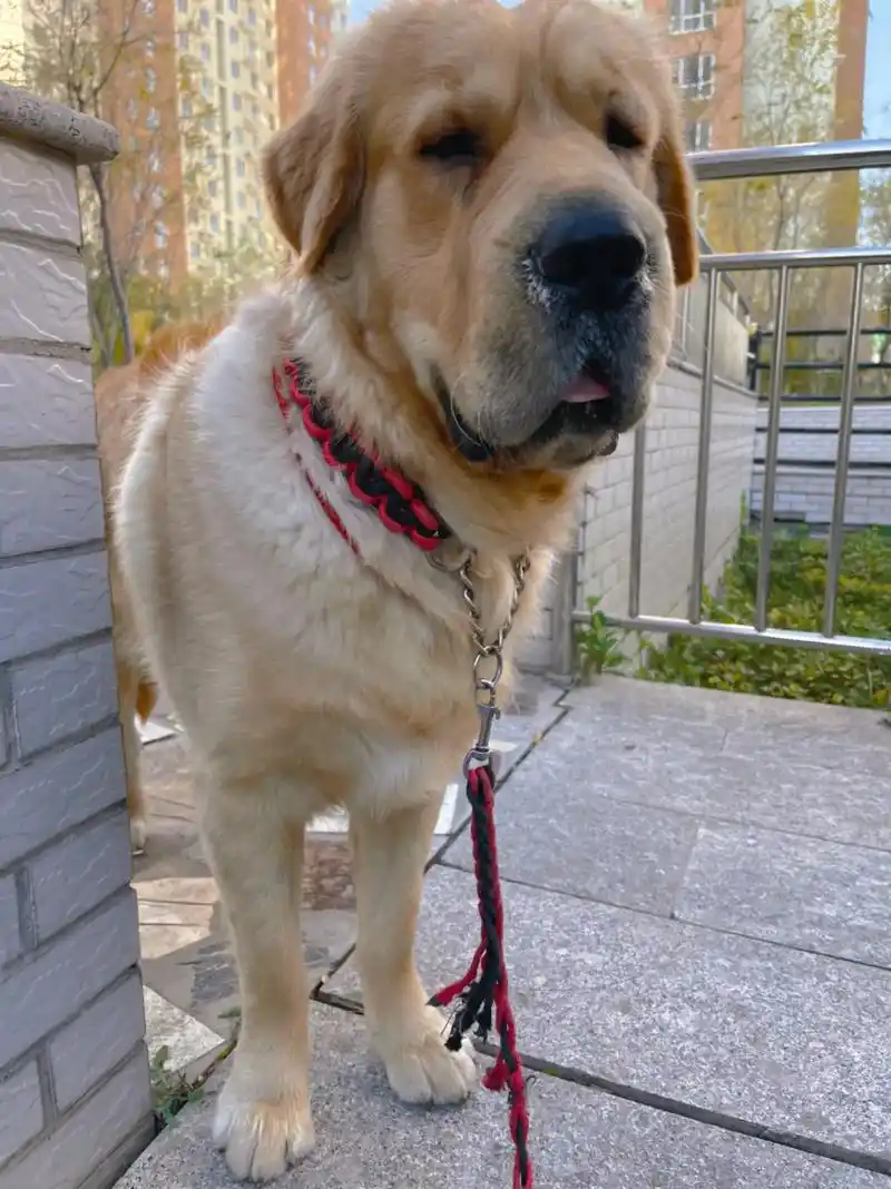 一看家门口,赖着不肯走,那就来一组写真吧～#金毛 #小鸡毛  - 抖音