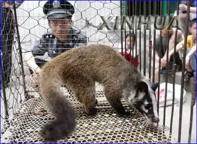 吃果子狸仍有危险 钟南山警告禁食"野味"
