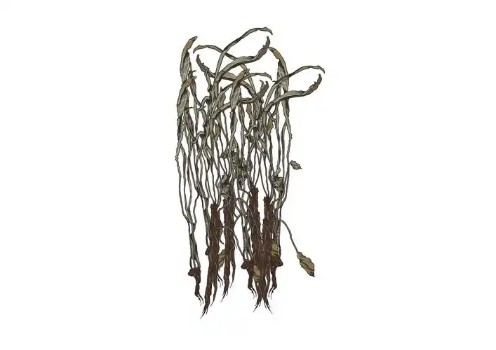 还阳草的真实图_39健康网_精编内容