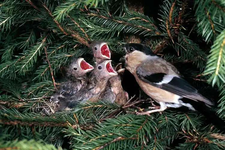 鸟儿妈妈喂食图片 - 第2张