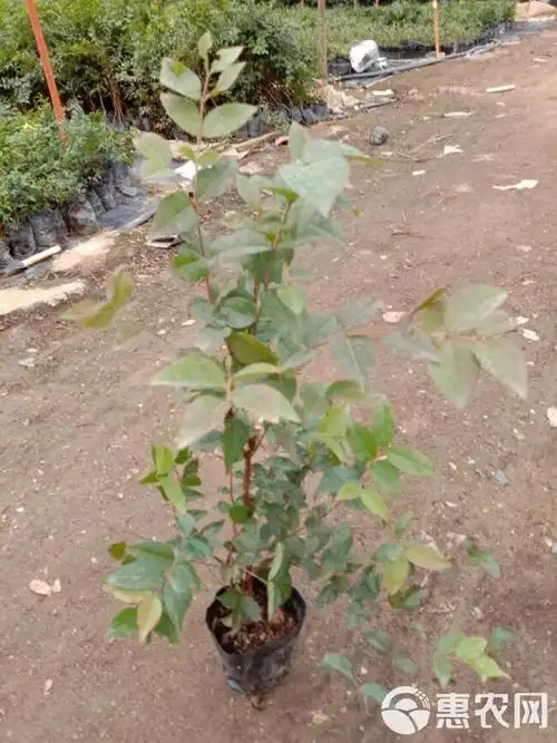[嘉宝果苗批发]四季红妃嘉宝果苗价格30元/棵 - 惠农网触屏版