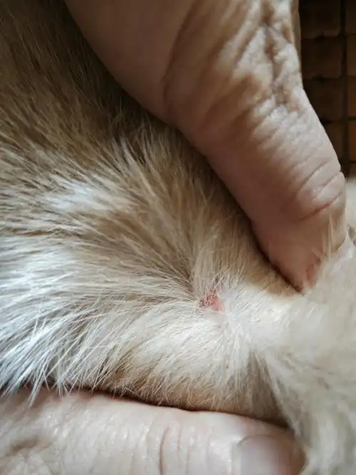 猫咪皮肤有红色结痂是什么原因呢?