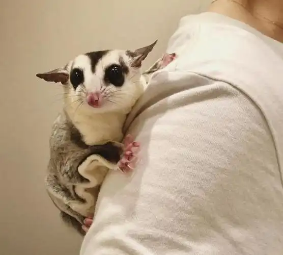 蜜袋鼯的智力相当于人的几岁?