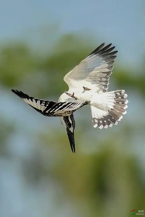 z026陶俑追寻自然环境里的飞羽精灵