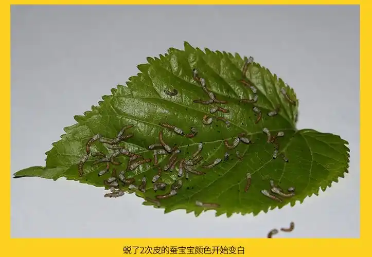 蚕宝宝蚕子蚕卵蚕种嫩桑叶新鲜春蚕七彩白色学生养蚕套装 蓝色蚕宝宝