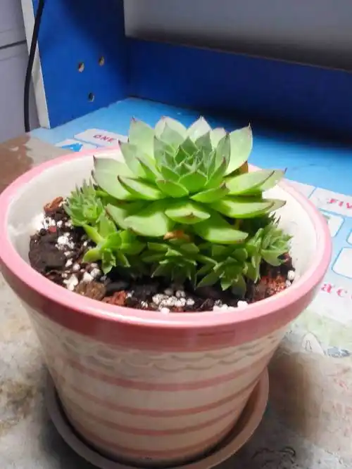 这个观音莲是什么科的?有没有毒?