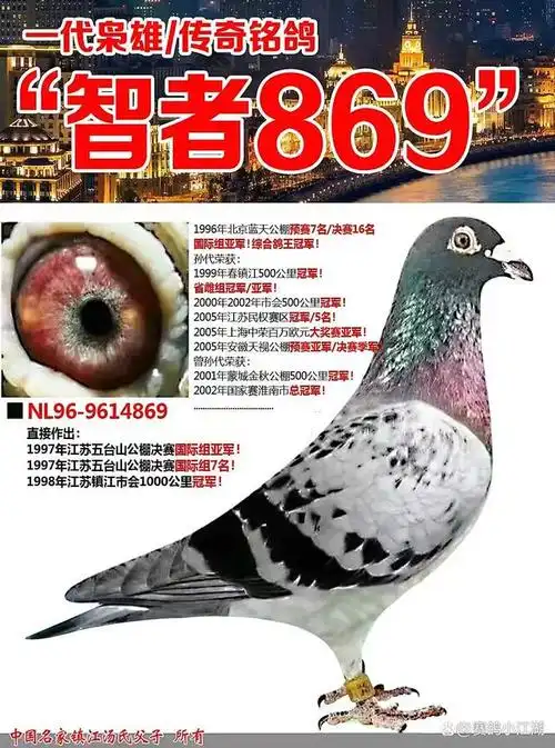 作育出上千羽冠军后代,追忆传奇铭鸽一代枭雄"智者869"