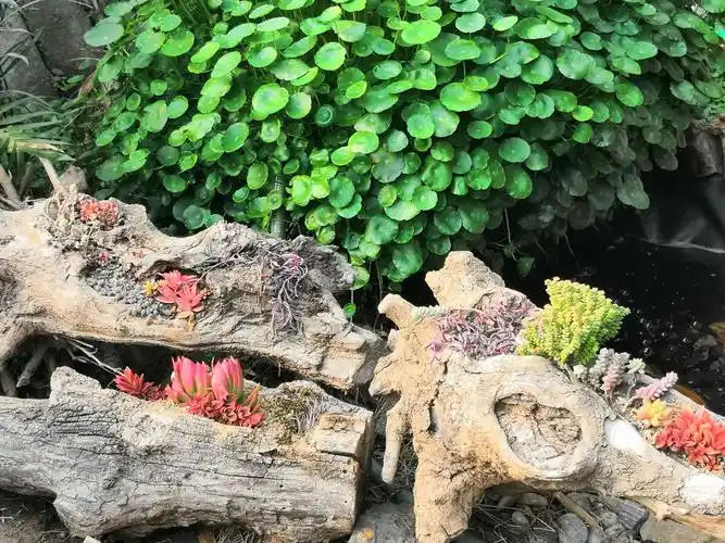 多肉植物休闲花园——肉谷花园小院你心中理想的乐园