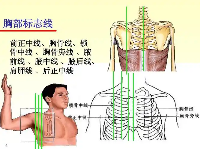 胸部标志线 前正中线,胸骨线,锁 骨中线 ,胸骨旁线 ,腋 前线 ,腋中线
