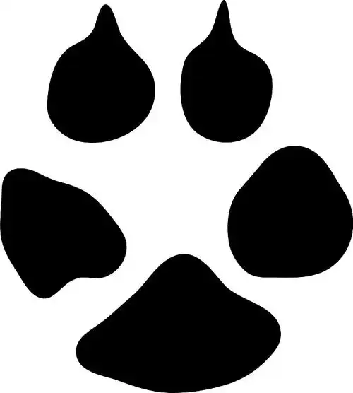 狐狸的足迹图片下载