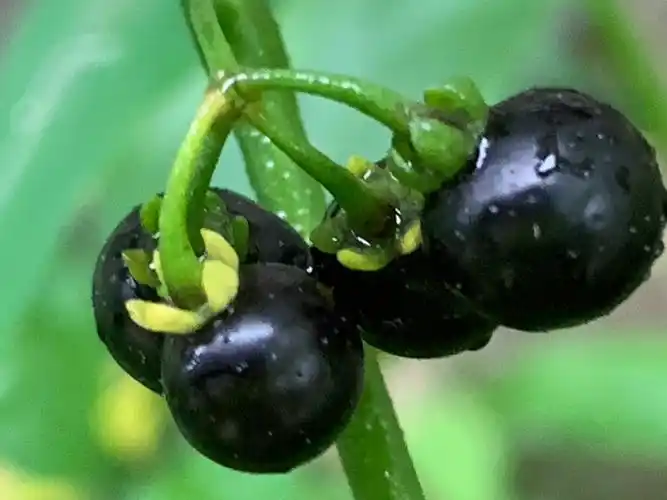 1清热解毒 清热解毒是龙葵果最重要的效果,由于龙葵