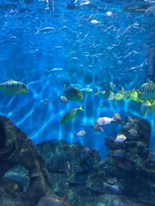 南京海底世界   成人票【9.29-10.8每日10:00限量秒杀】