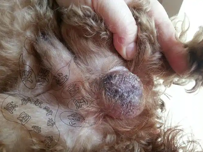 f1阴囊肿胀脱皮