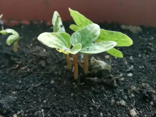 牵牛花种植日记【一】种子发芽了.