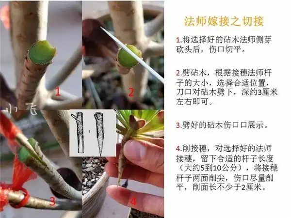 ①法师嫁接之切接四,小飞嫁接方法和嫁接过程展示.