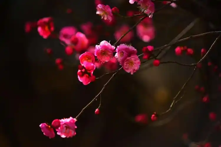 2019年1月23日鹫峰腊梅花