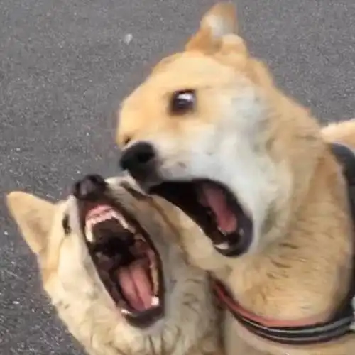 沙雕情头真正的爱什么时候才会出现