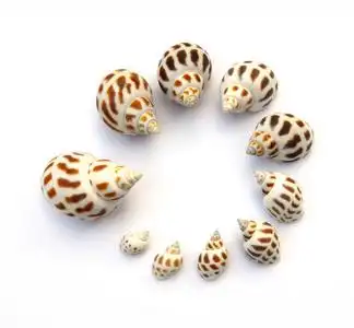 斑点的巴比伦照片