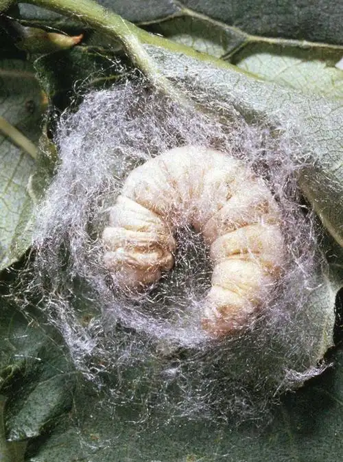 蚕宝宝吐丝,结茧了.
