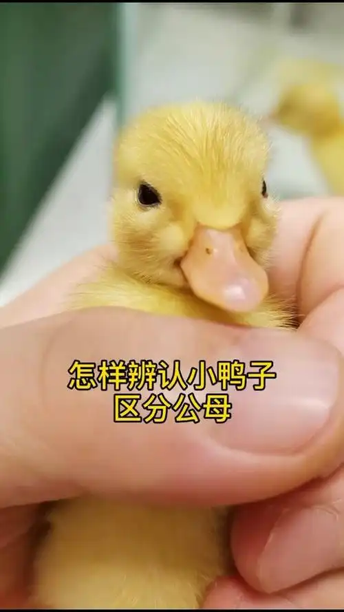 区分小鸭子公母辨认我俊哥教会我的俊城哈哈豆花豆苗