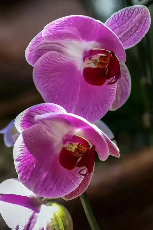 婀娜多姿的蝴蝶兰(唯美)