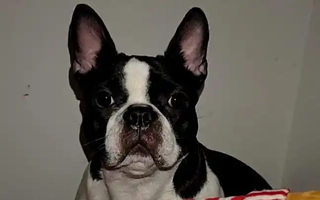 黑白花法斗 奶牛的日常撒娇_哔哩哔哩_bilibili