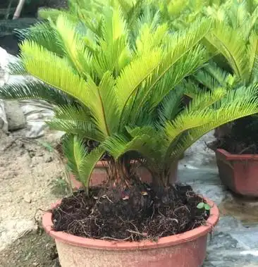 铁树多头铁树盆景原生多头子母铁树盆栽四季常青