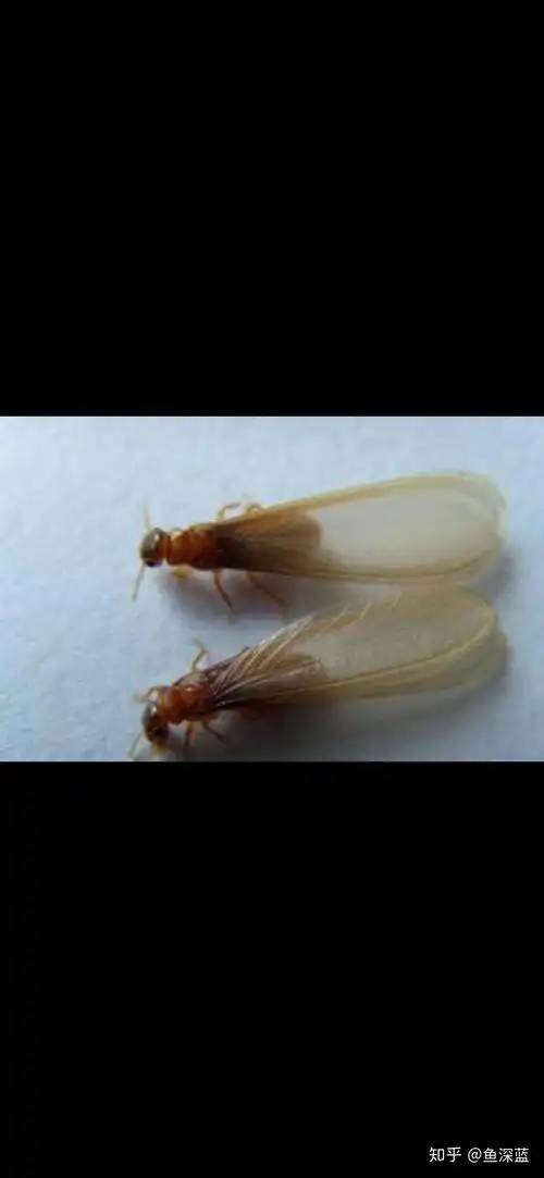 我的房间里忽然多了许多小飞虫怎么回事?在线等,挺急的? - 知乎