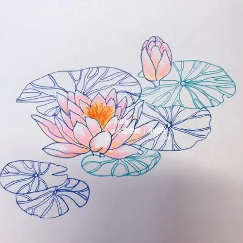 视传马克笔单体练习睡莲