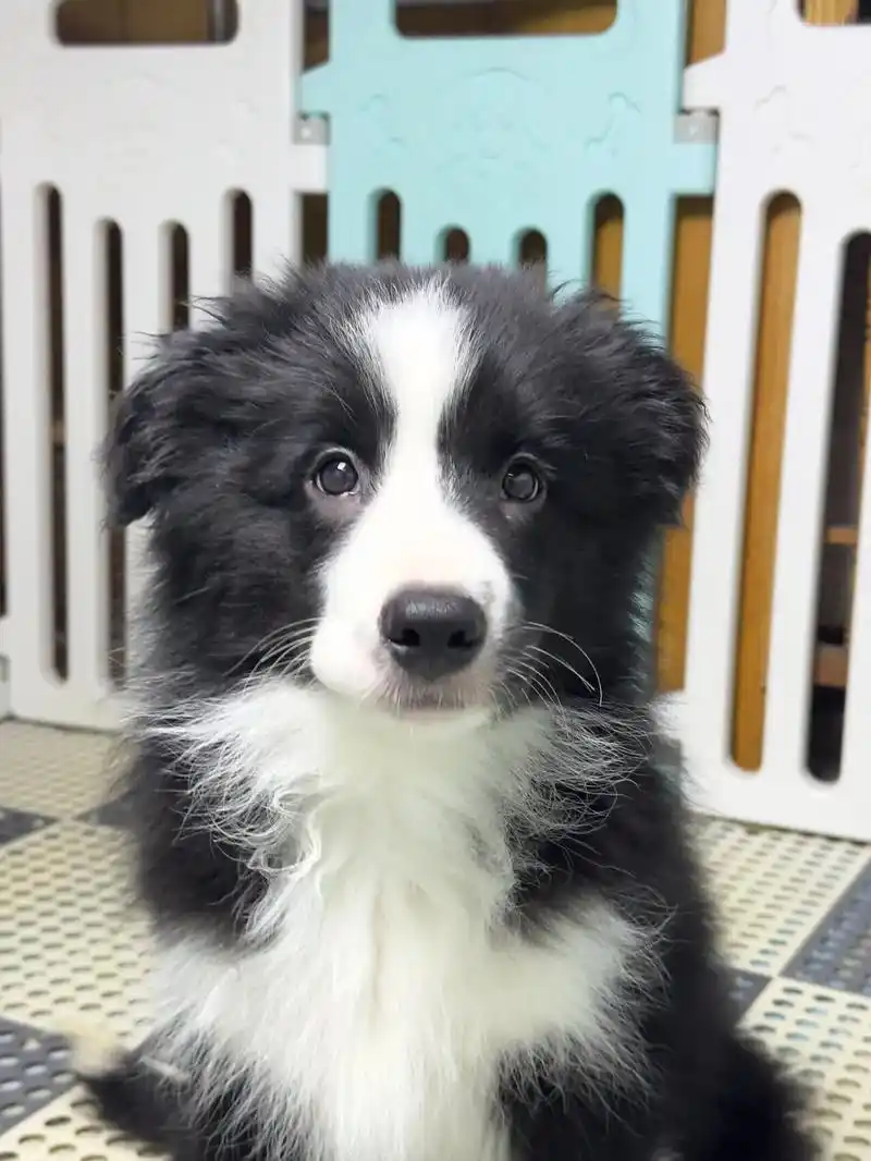 黑白边牧幼犬宝宝/1400一只/蹲家长.自家繁殖的一窝黑白边 - 抖音