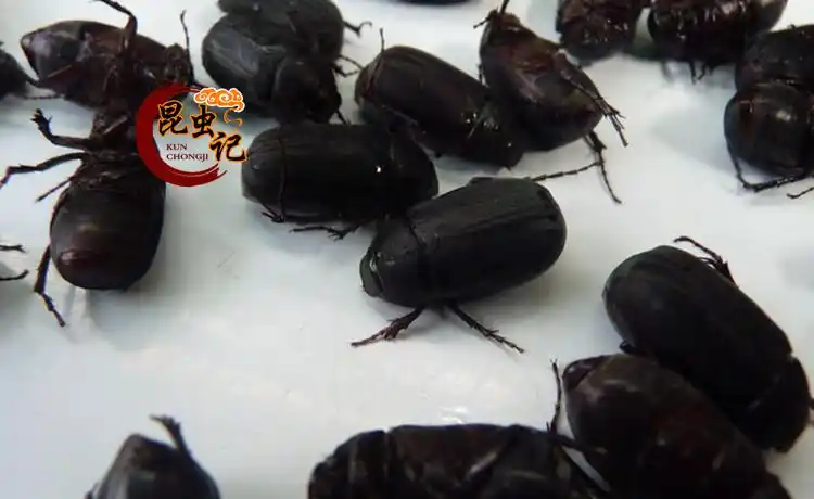 金龟子食用昆虫 黑色瞎眼撞子 创闯子 昆虫记500克生鲜发货