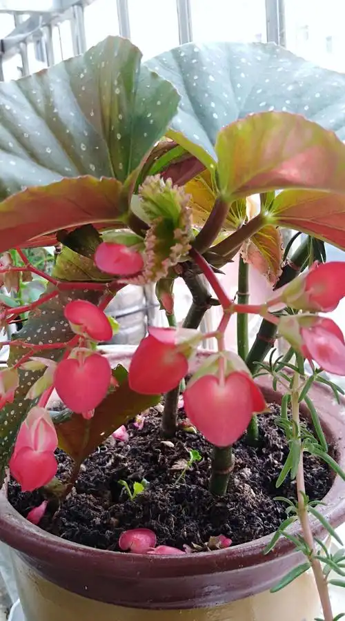 阳台上的竹节海棠花