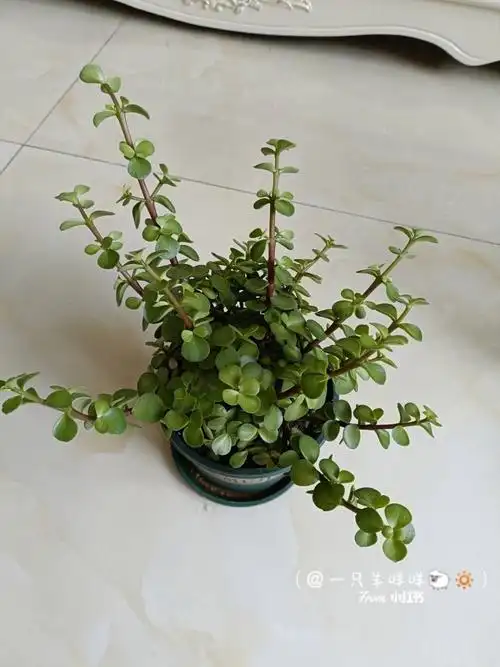 金枝玉叶长成这样怎么修剪啊