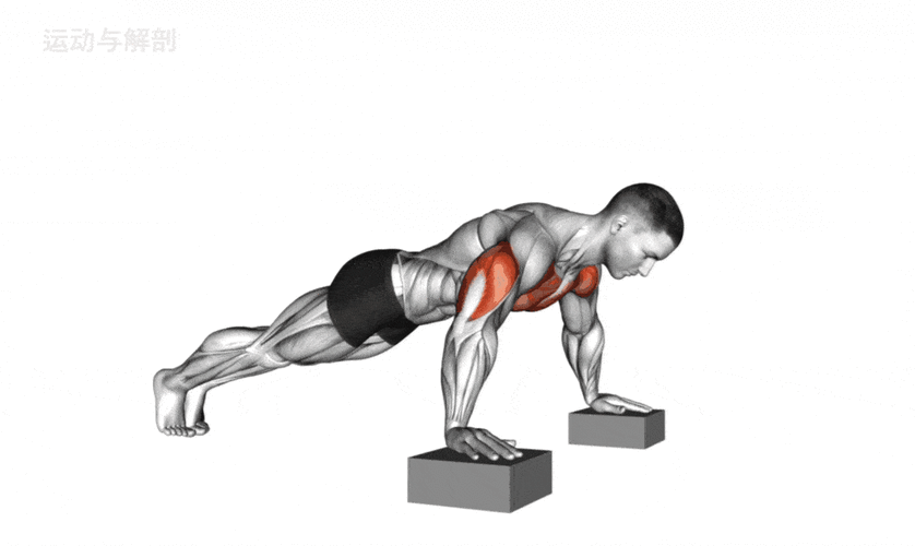 最全面的俯卧撑教程最清晰的动图演示