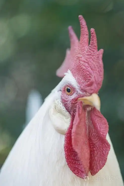 外面有绿叶的白公鸡的头