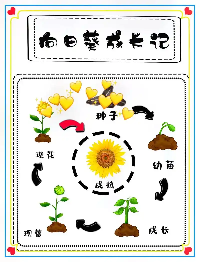 幼儿园植物角《向日葵97成长记》幼儿园植物角《向日葵97成长