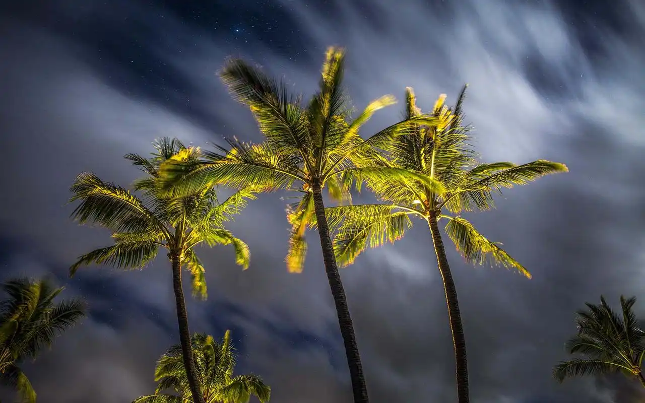 椰子树高清风景图片桌面壁纸
