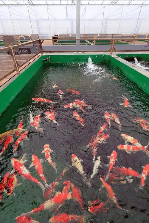 上海松江泖港建成国内规模最大锦鲤养殖基地_观赏鱼类_西南渔业网