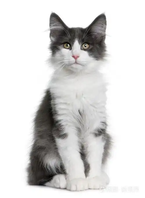 挪威森林猫小猫4个月大