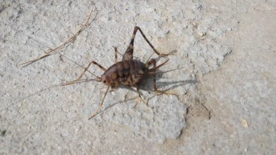 这是什么昆虫?变异的吗?有木有危害?