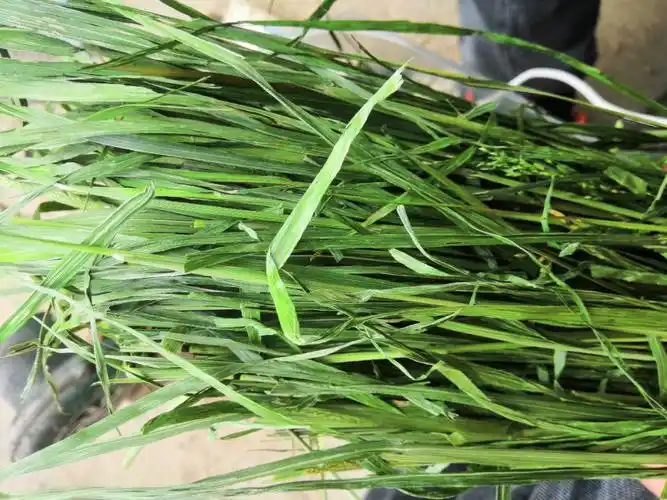 烘干提摩西草岷县原产地直发