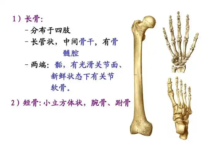 人体解剖学human anatomy(绪论及运动系统(骨)综合课件)ppt_word文档