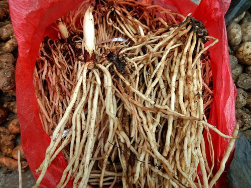 贵州万寿竹山竹倒竹铎草参宝竹叶新鲜野生包邮其他药食同源食品