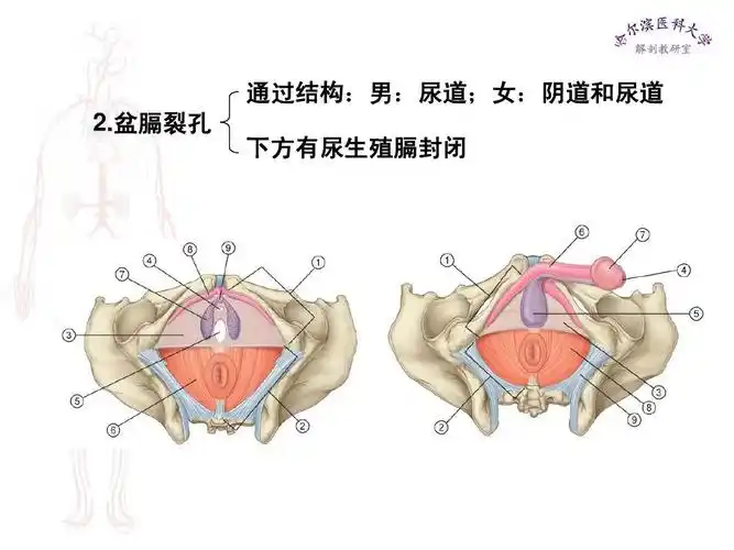通过结构:男:尿道;女:阴道和尿道 2.盆膈裂孔 下方有尿生殖膈封闭