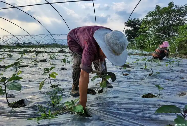 安州河清镇蔬菜基地村民劳作忙