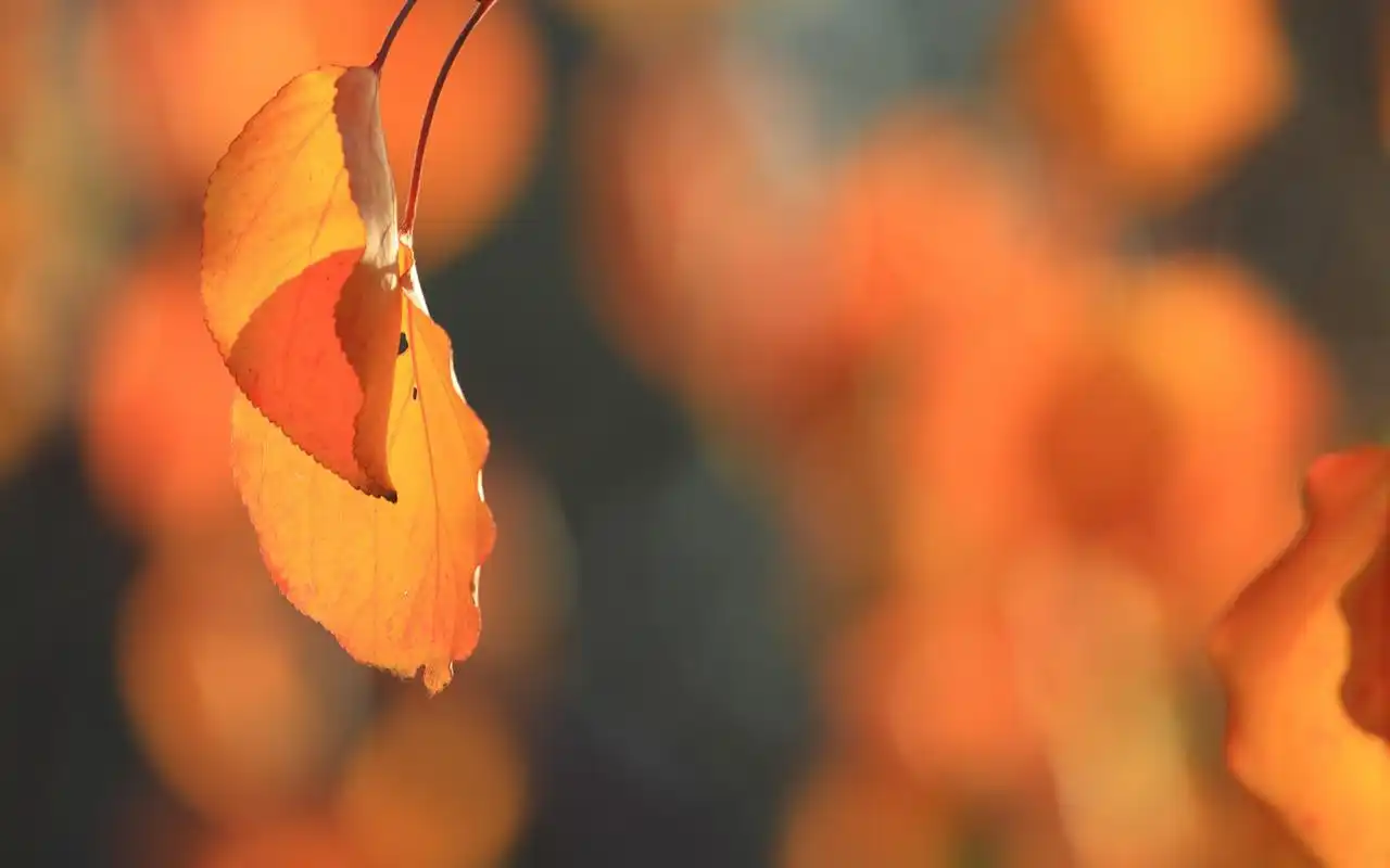 秋天黄色叶子唯美风景图片桌面壁纸
