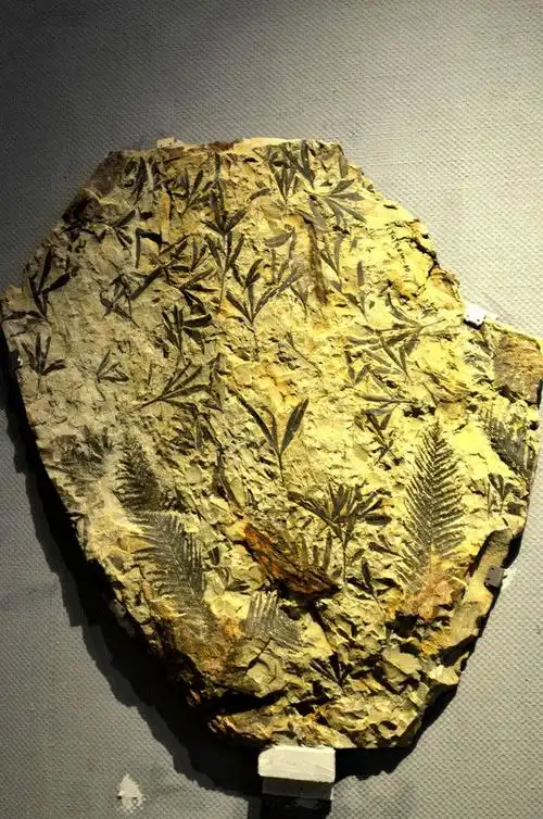 【美丽家乡:地球上第一朵花绽放和第一只鸟飞起的地方】 - 美篇