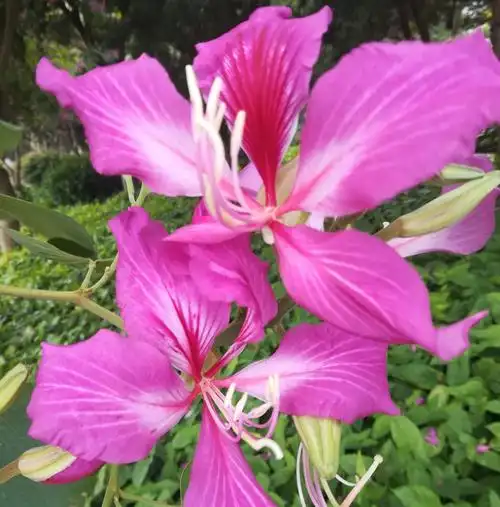 紫荆花艳耀港城